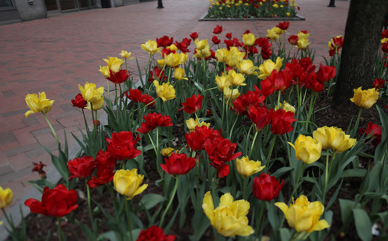 Click to Enlarge - Flowers in PPG Place