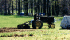 Hugh Webb plowing garden