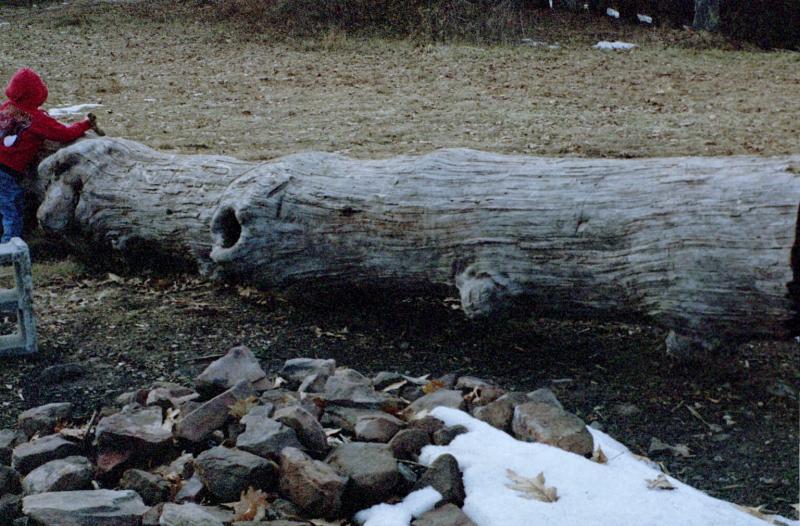 Fallen Timber - Click to Enlarge