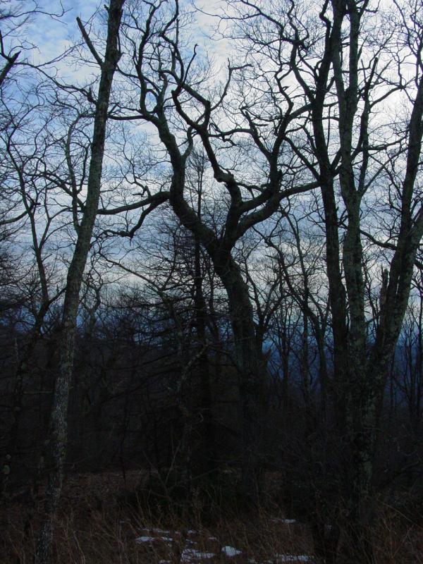Trees and Sky