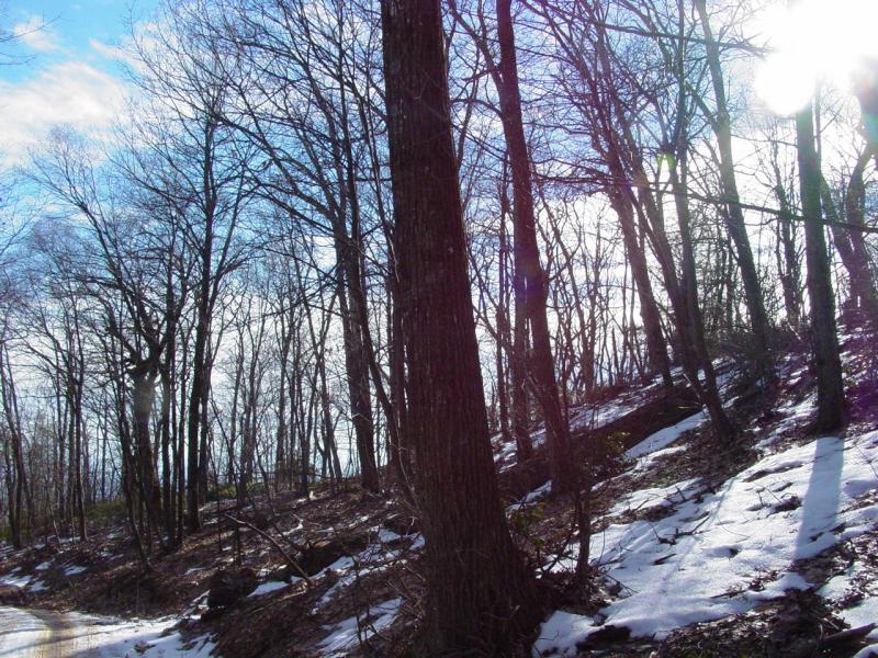 Trees and Sky - Click to Enlarge