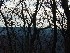 Trees and Sky