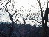 View from the Trail on Flagpole Knob
