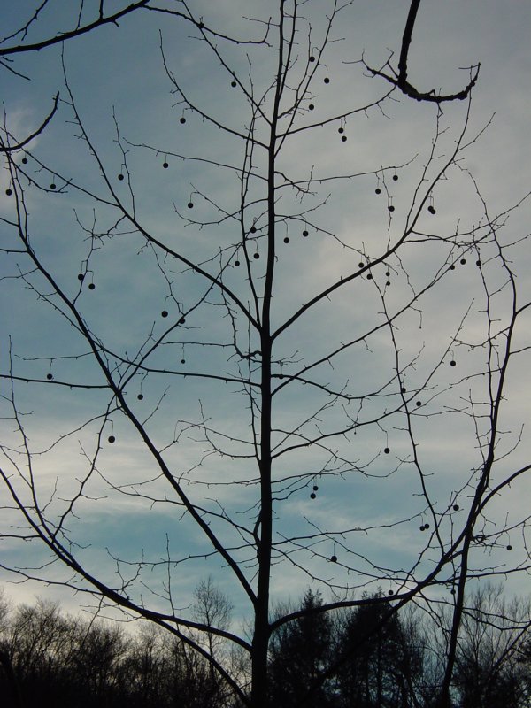 Trees and Sky
