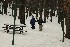 Wood Gatherers