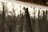 Snow Melt