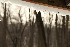 Snow Melt