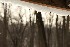 Snow Melt