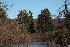 Pines