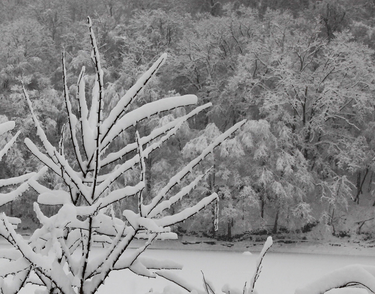 Click to Enlarge - Trees at Morgan's Run