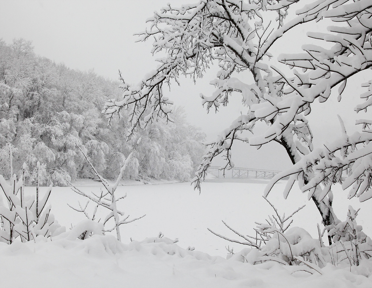 Click to Enlarge - Trees at Morgan's Run