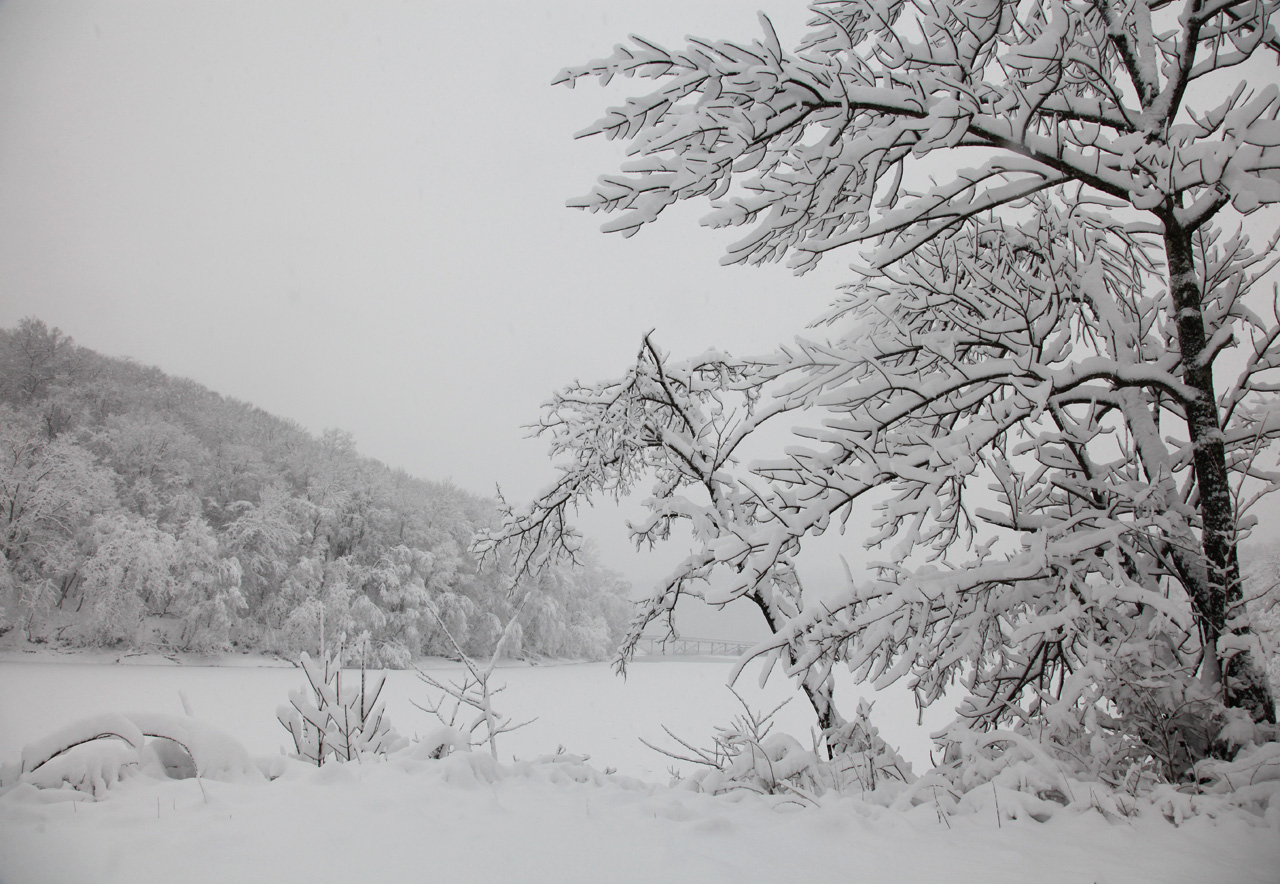 Click to Enlarge - Trees at Morgan's Run