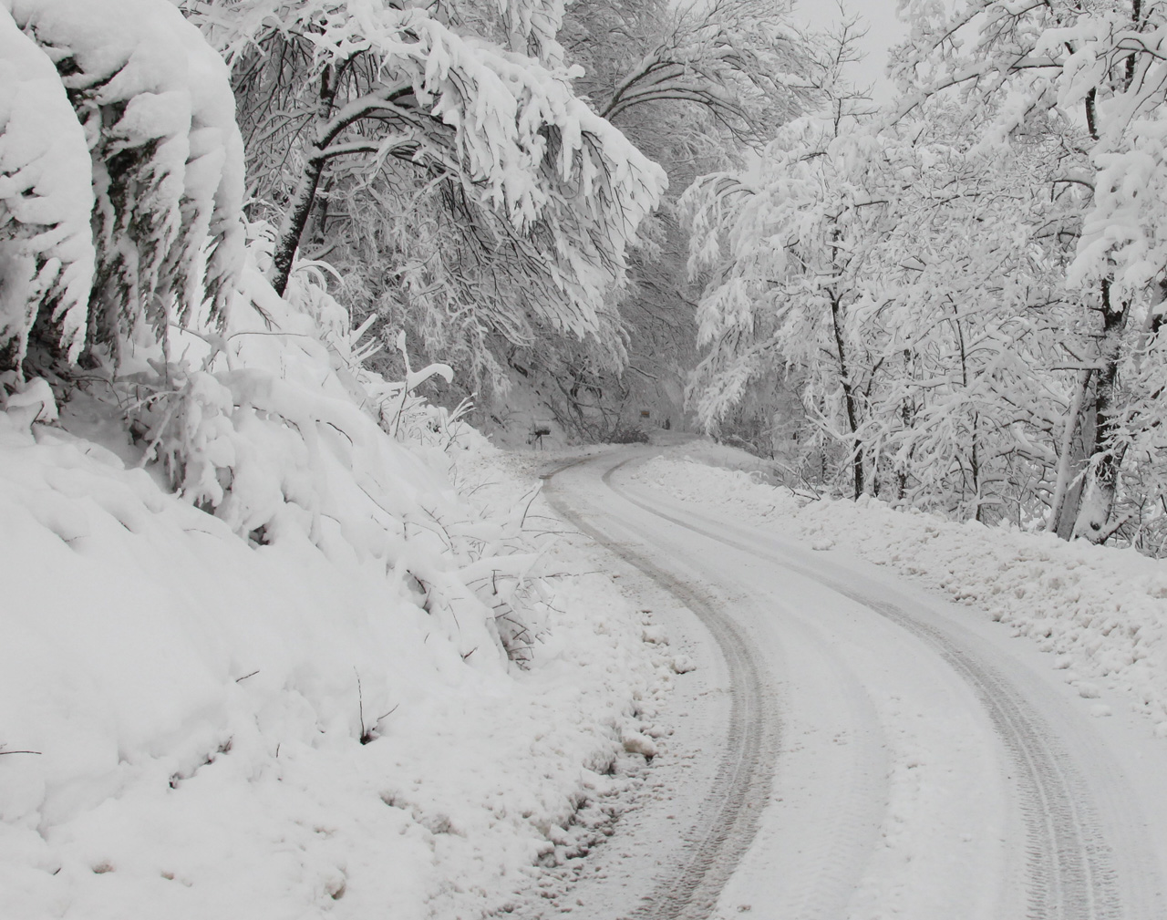 Click to Enlarge - Trees at Morgan's Run