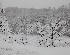 Trees at Morgan's Run