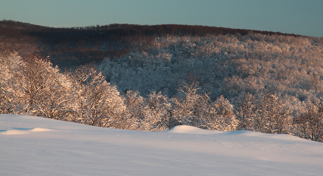 Click to Enlarge - WV University Forest