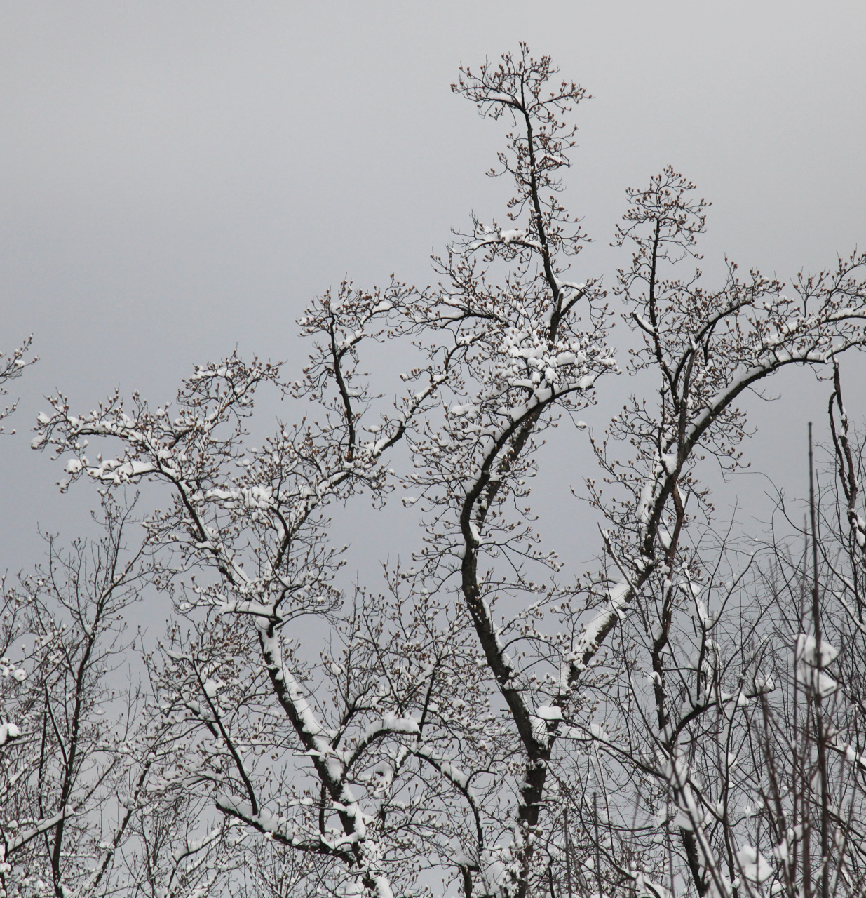Click to Enlarge - Tree Study
