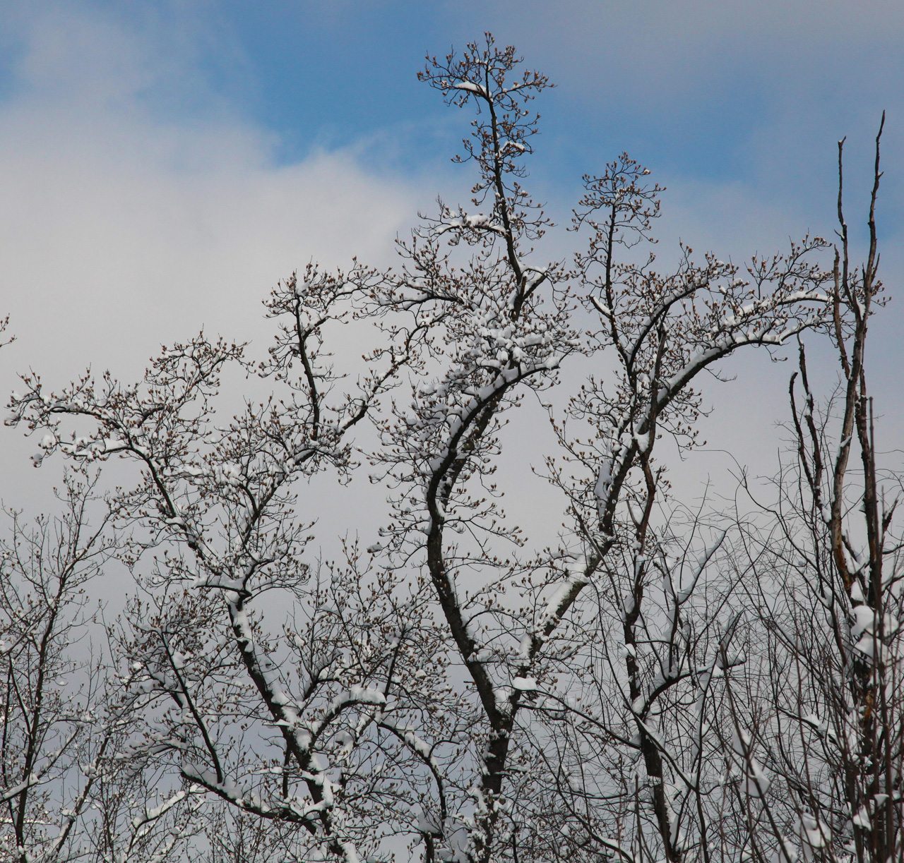 Click to Enlarge - Tree Study