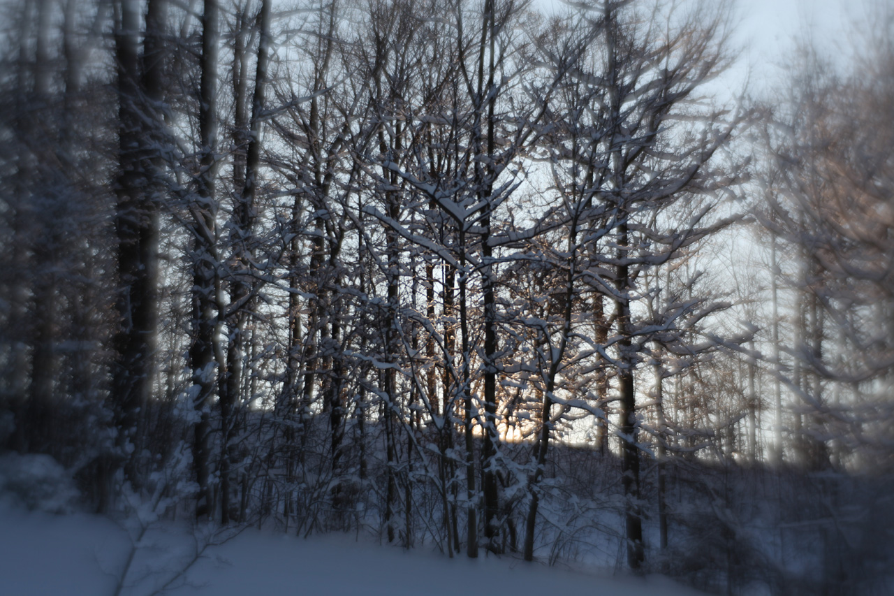 Click to Enlarge - Tree Study