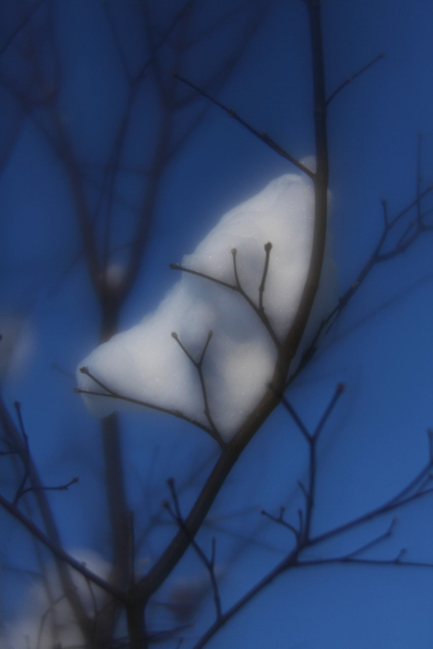 Click to Enlarge - Snow and Tree
