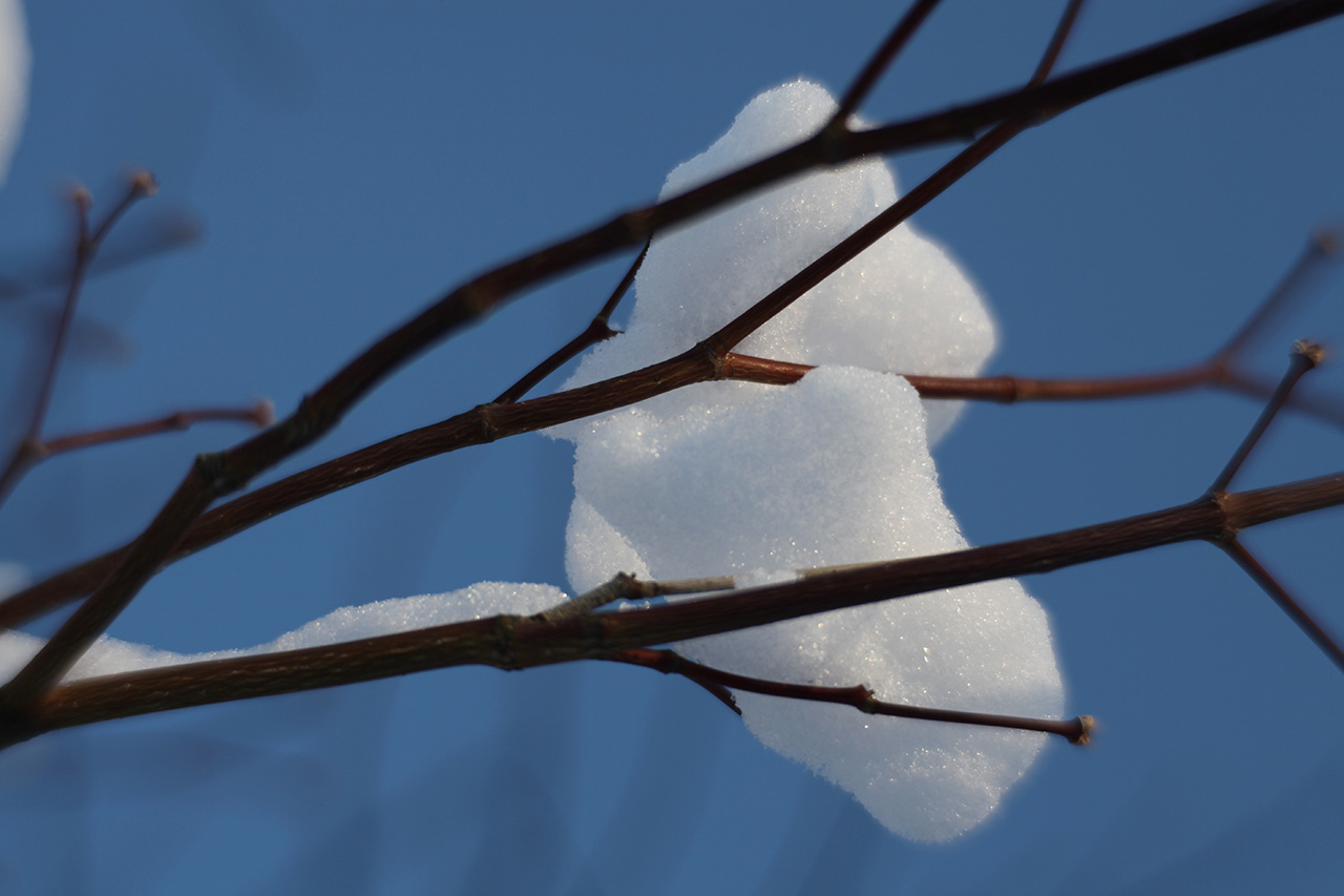 Click to Enlarge - Snow and Tree