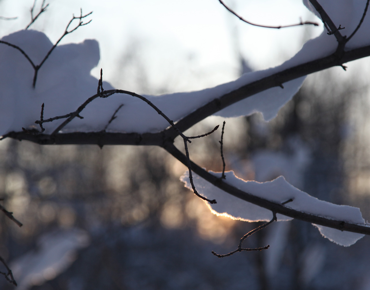 Click to Enlarge - Tree Study