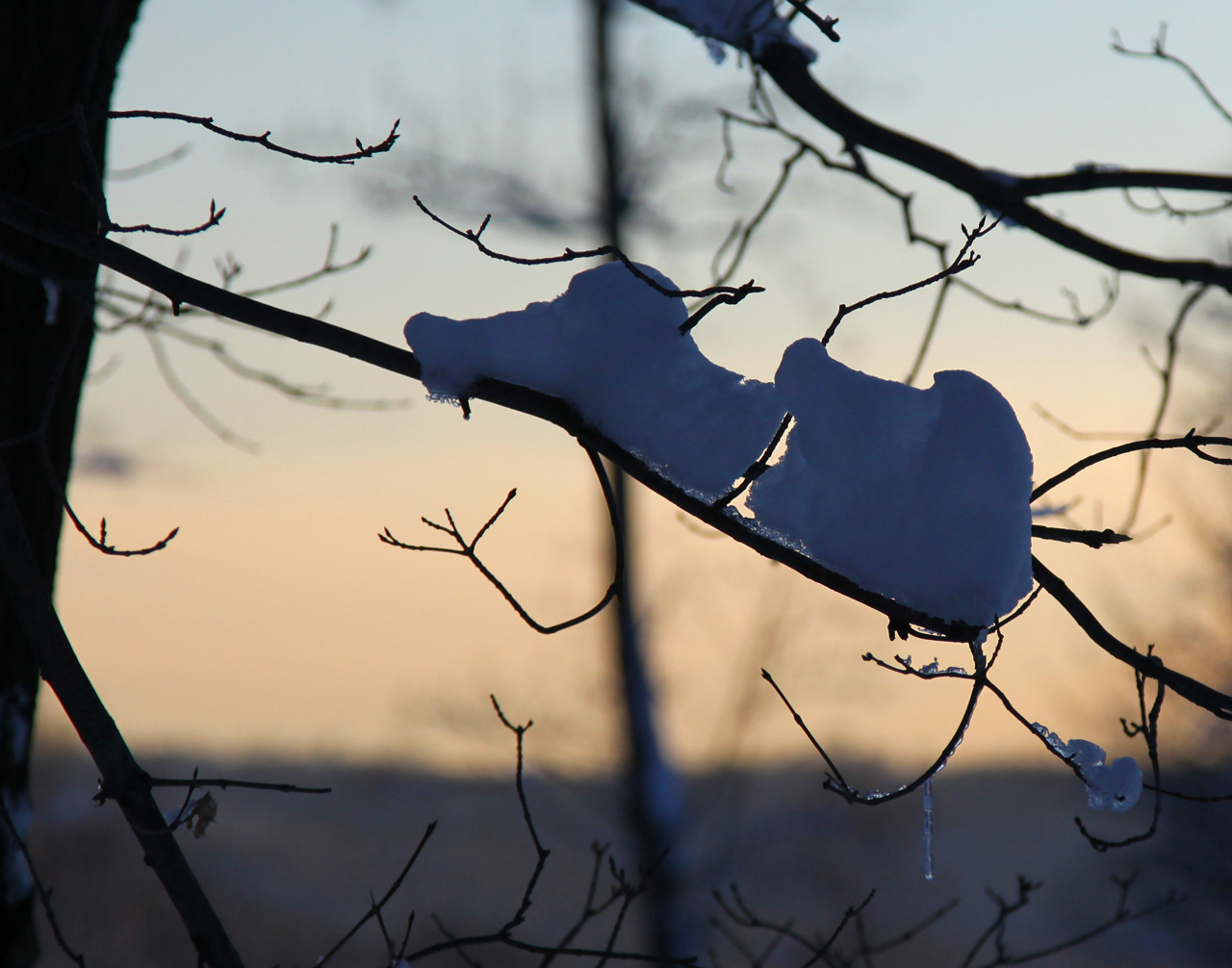 Click to Enlarge - Tree and Snow