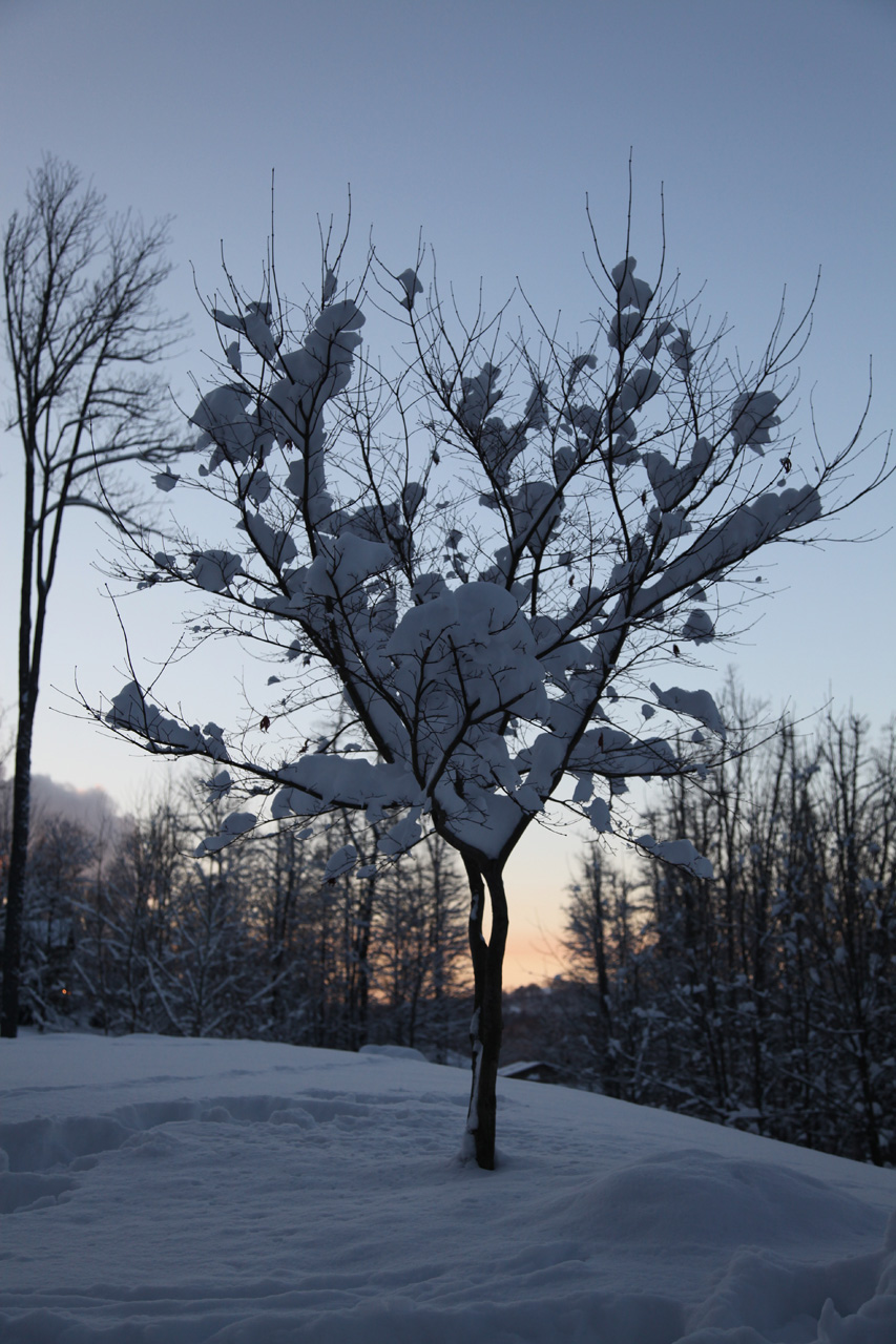 Click to Enlarge - Red Maple