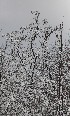Tree Study