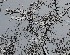 Tree Study