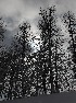 Tree Study