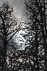 Tree Study