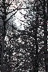 Tree Study,Tree Study