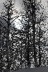 Tree Study,Tree Study