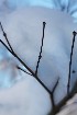 Snow and Tree