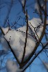 Snow and Tree