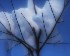 Snow and Tree