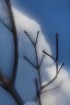 Snow and Tree