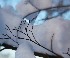 Snow and Tree