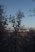 Tree Study