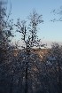 Tree Study