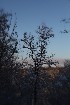 Tree Study