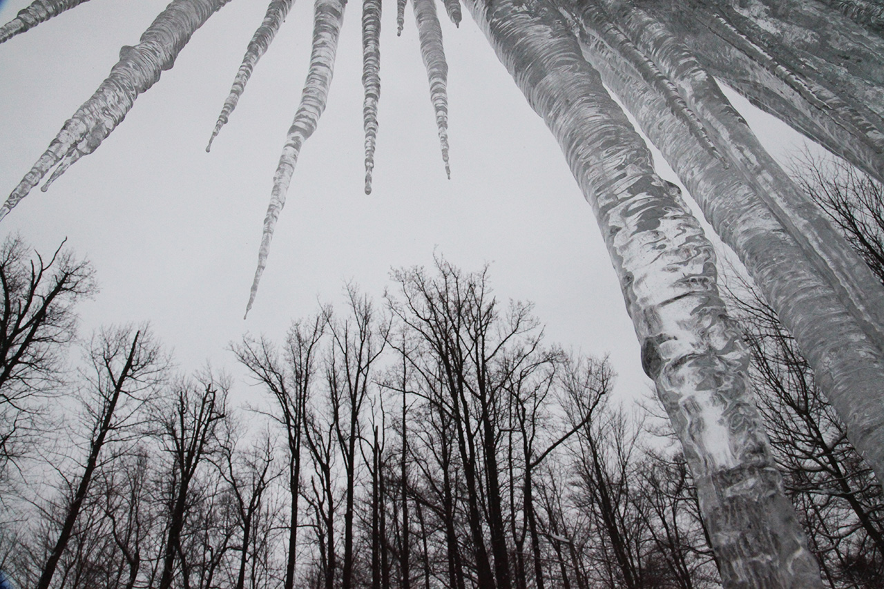 Bare Trees and Ice