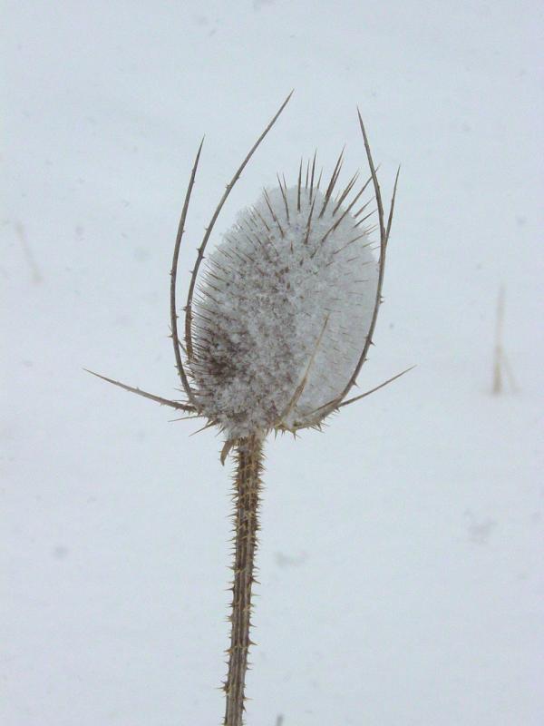 Thistle - Click to Enlarge