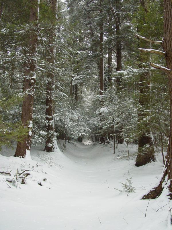 Cathedral State Park, Partridge Berry Trail - Click to Enlarge