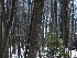 Woods