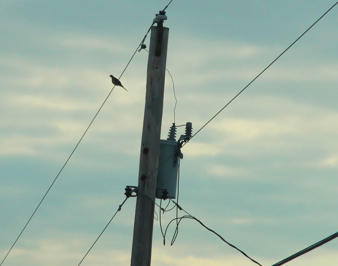 Morning Dove on the Line