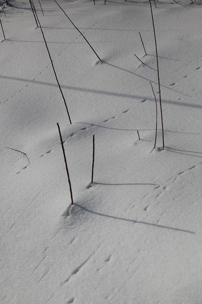Tracks