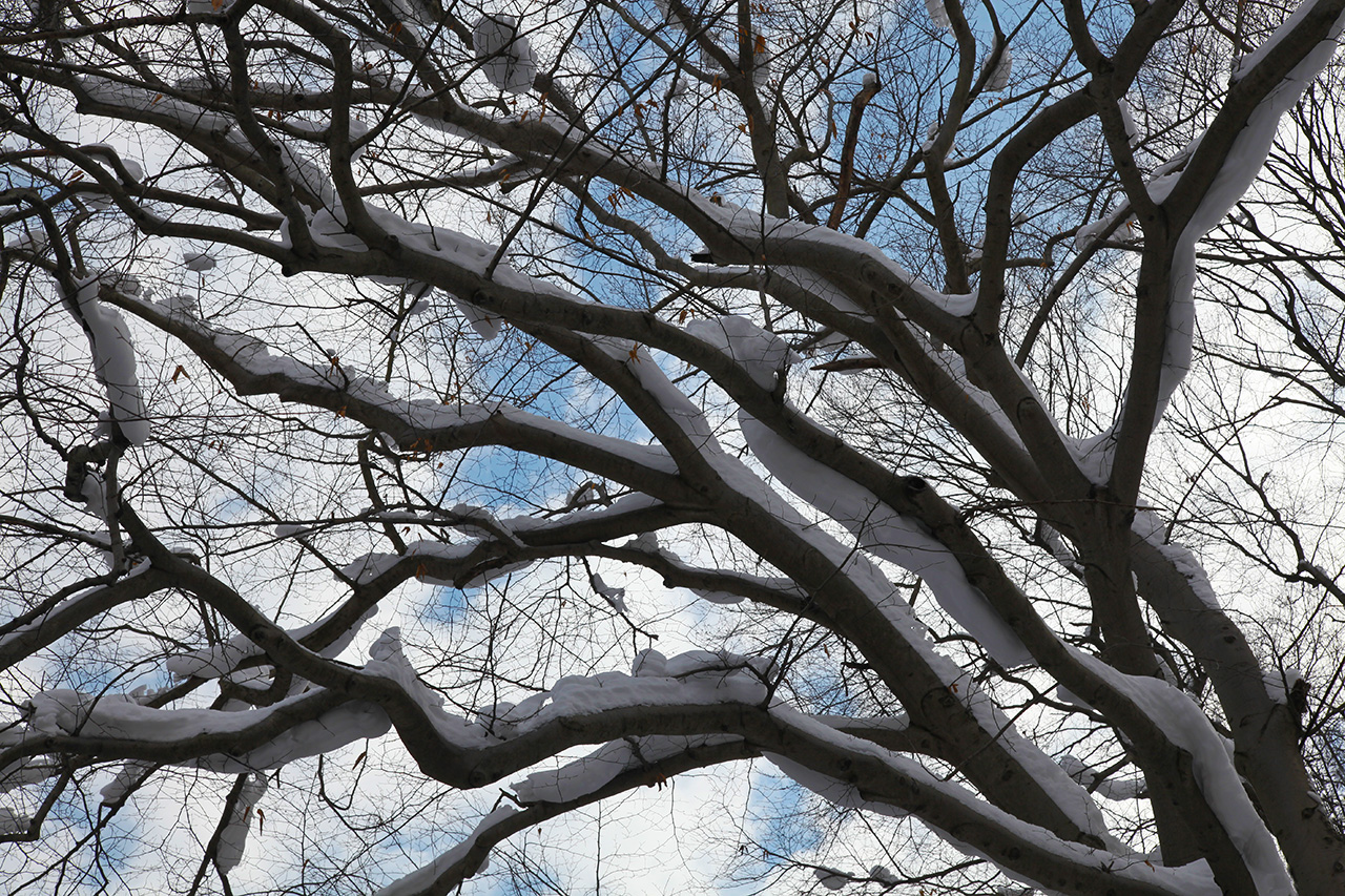 Trees near Greens Run-Long Hollow