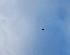 Harmony Grove Sky with Bird 1