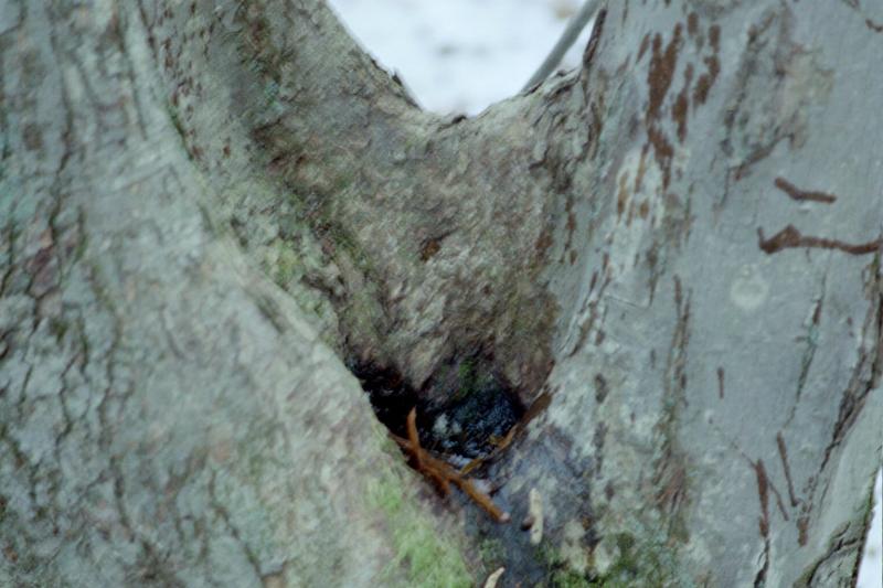 Tree Hollow - Click to Enlarge